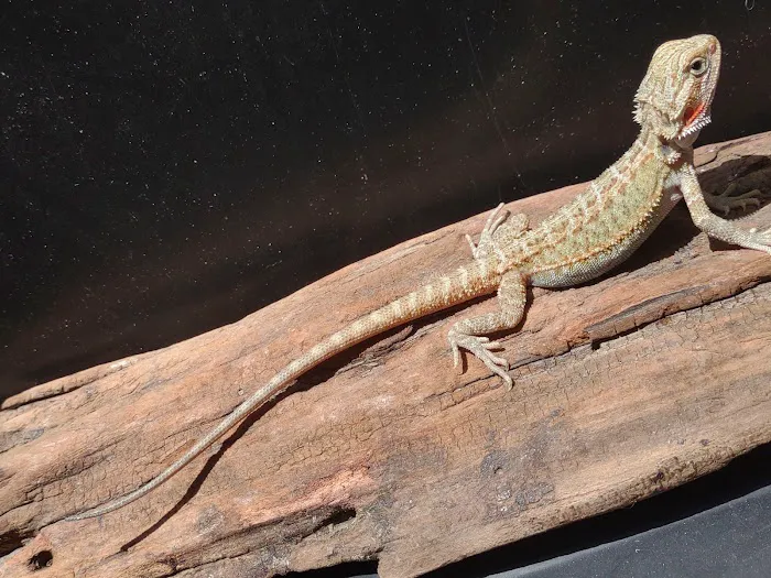 D.K. Reptiles and More Picture 2