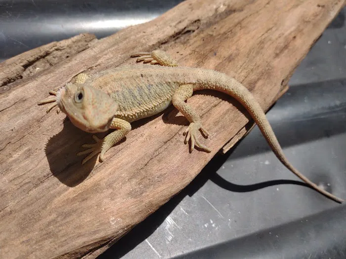 D.K. Reptiles and More Picture 10