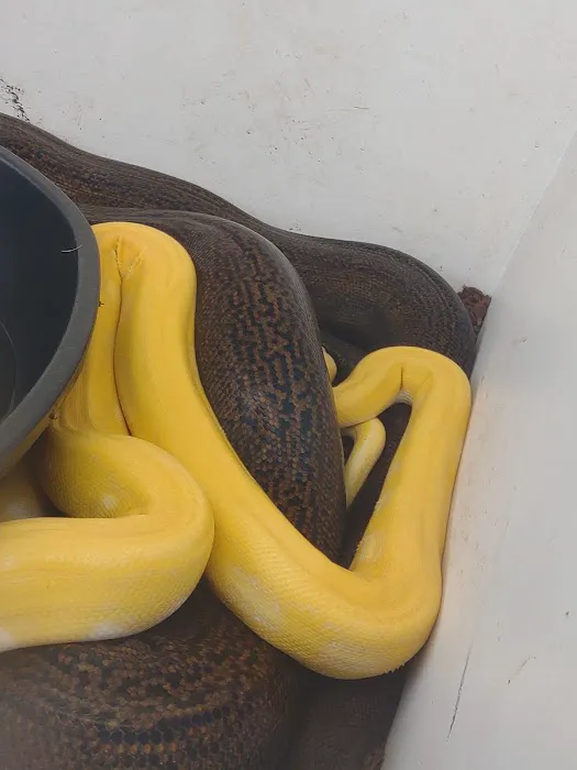 D.K. Reptiles and More Picture 6