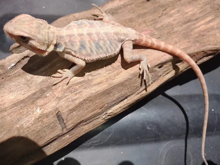 D.K. Reptiles and More Picture 8