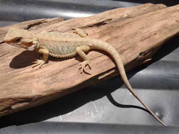 D.K. Reptiles and More Picture 1