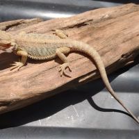 D.K. Reptiles and More ico