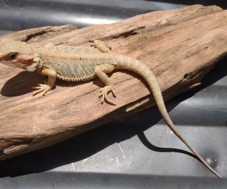 D.K. Reptiles and More