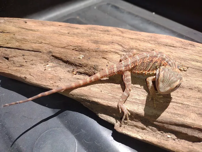 D.K. Reptiles and More Picture 9