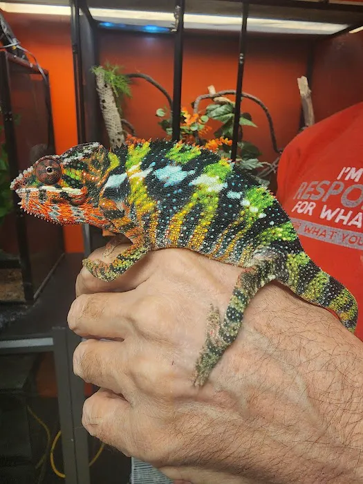 D.K. Reptiles and More Picture 5