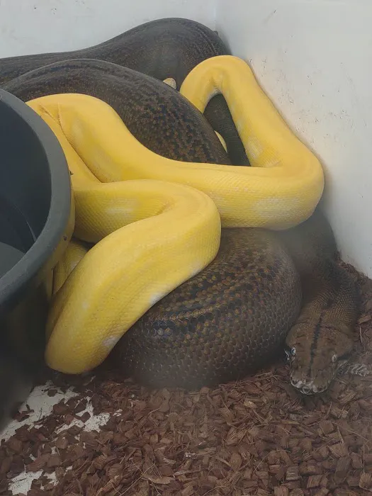 D.K. Reptiles and More Picture 3