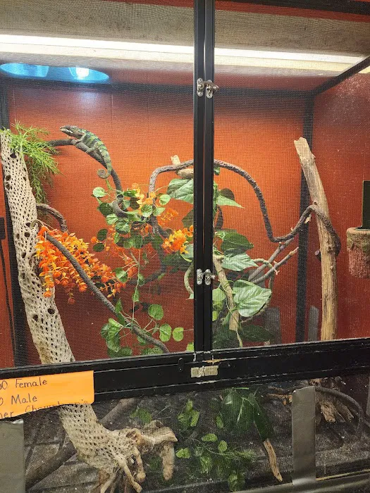 D.K. Reptiles and More Picture 7