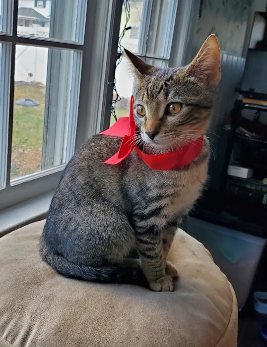 Oakhurst Veterinary Hospital Picture 3