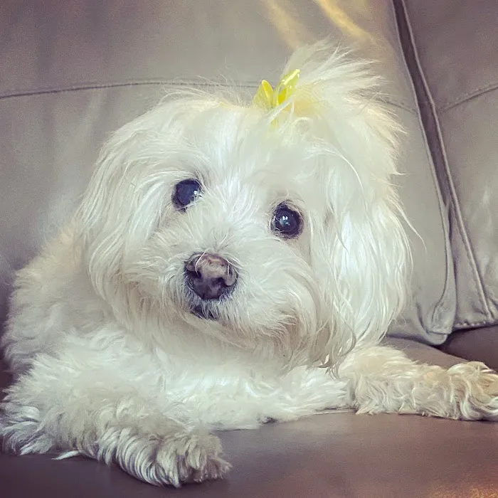 Oakhurst Veterinary Hospital Picture 9