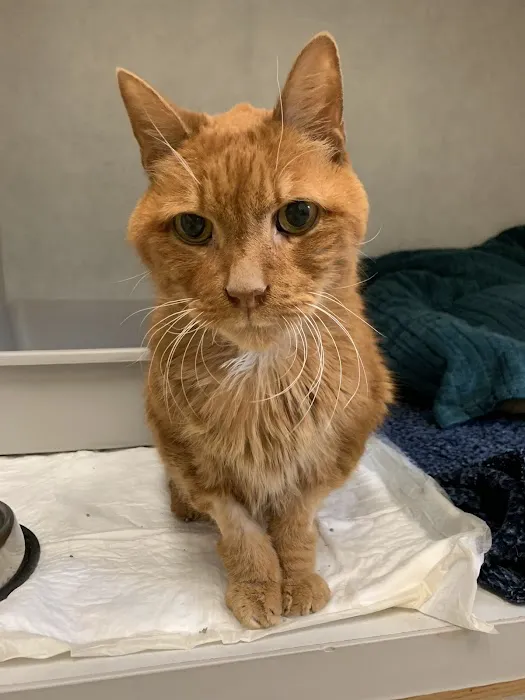 Oakhurst Veterinary Hospital Picture 4