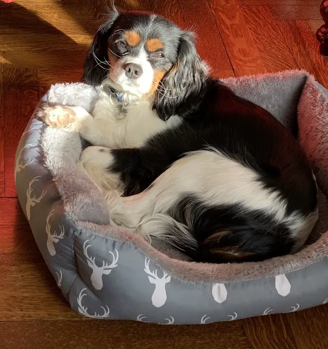 Oakhurst Veterinary Hospital Picture 1