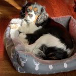 Oakhurst Veterinary Hospital