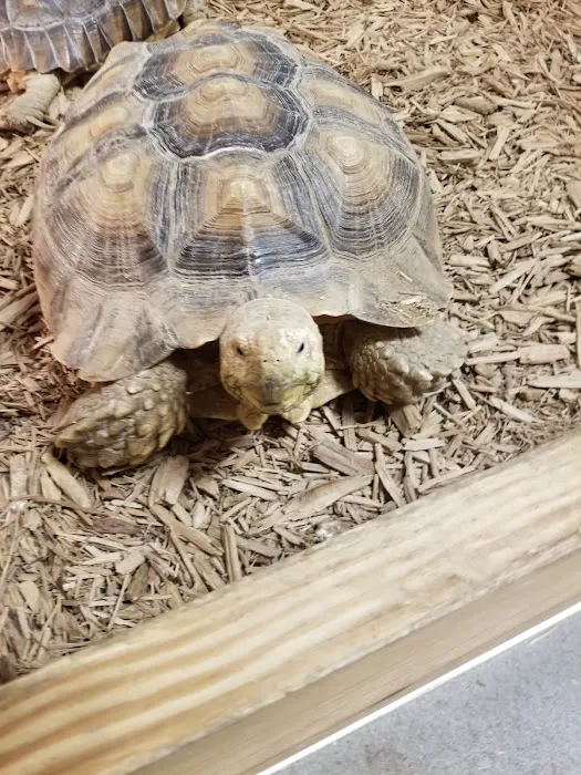 Captive Born Reptiles Picture 2