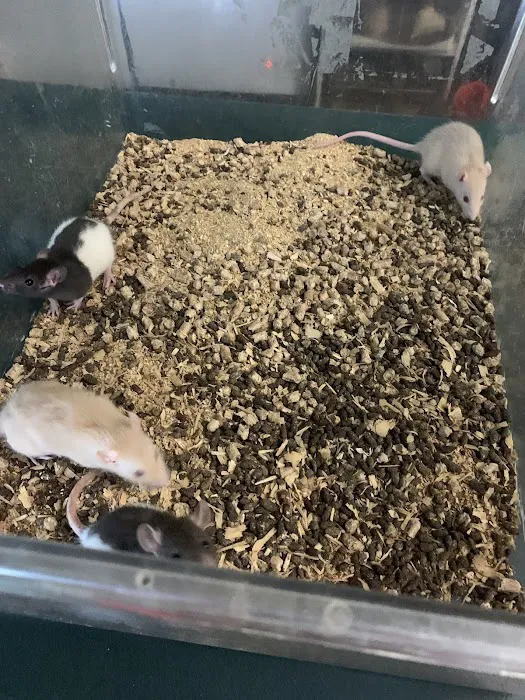 Captive Born Reptiles Picture 7