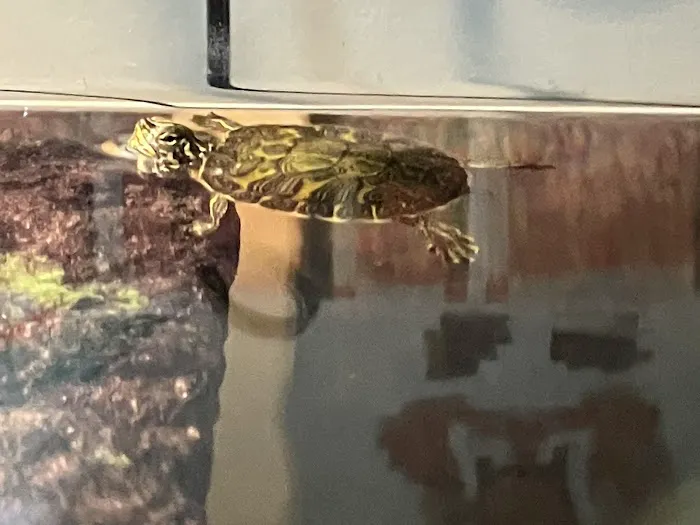 Captive Born Reptiles Picture 4