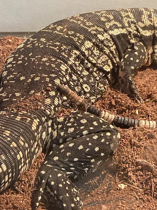 Captive Born Reptiles Picture 10