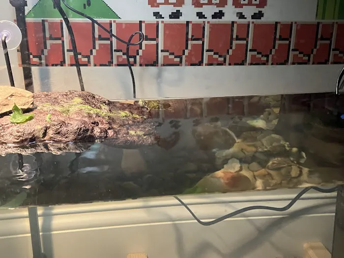 Captive Born Reptiles Picture 5