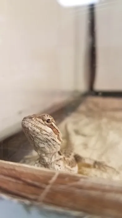 Captive Born Reptiles Picture 6
