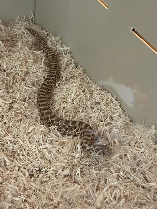 Captive Born Reptiles Picture 8