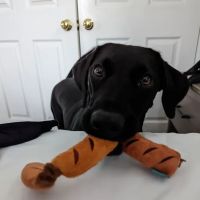 Neptune Animal Hospital ico