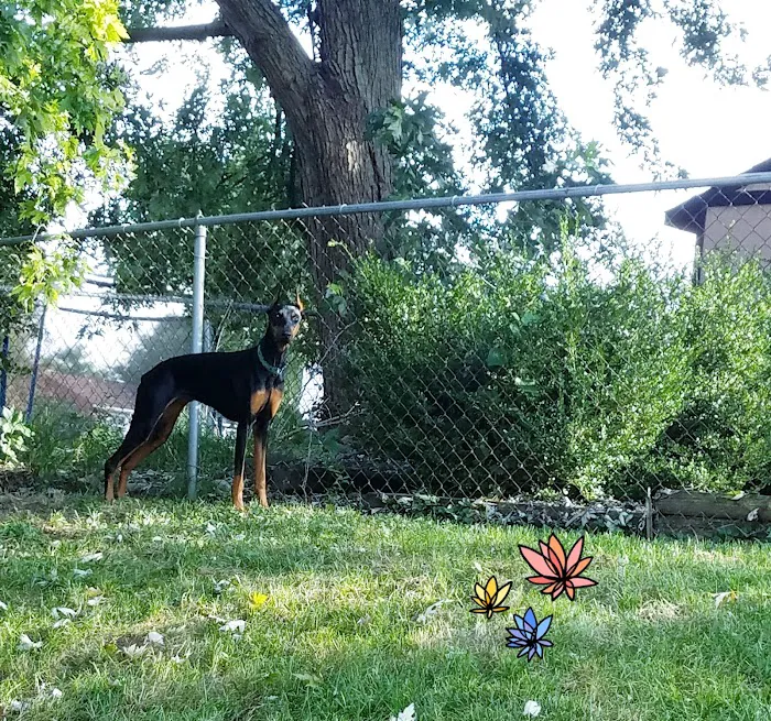 Kittle's Klassic Poodles Picture 9