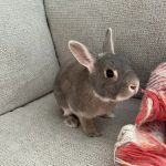 Edinburg Animal Hospital