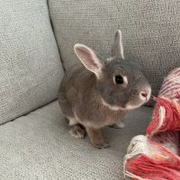 Edinburg Animal Hospital ico