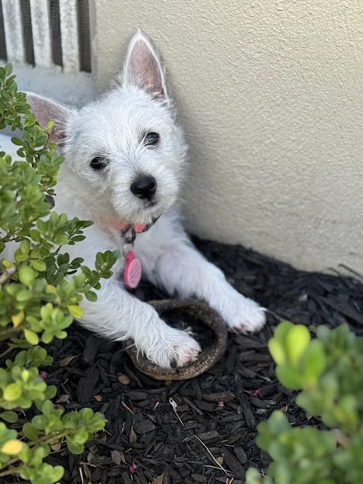 Edinburg Animal Hospital Picture 6