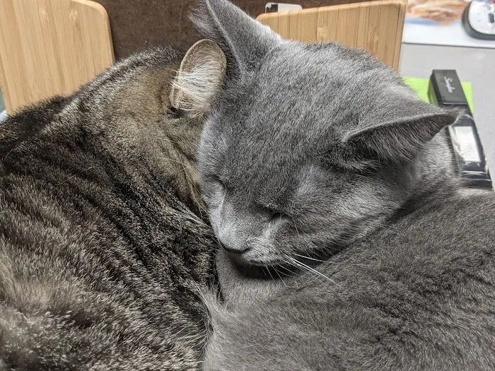 Edinburg Animal Hospital Picture 10