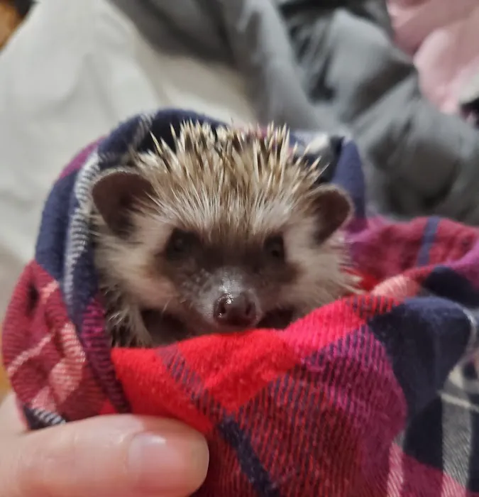 Edinburg Animal Hospital Picture 2