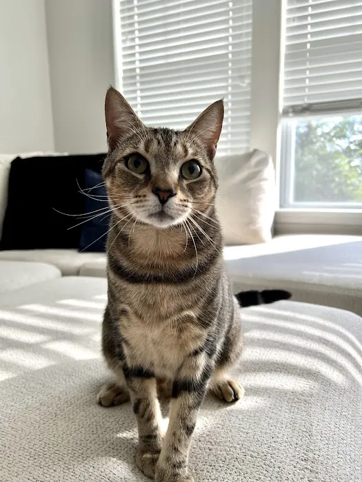 Edinburg Animal Hospital Picture 9