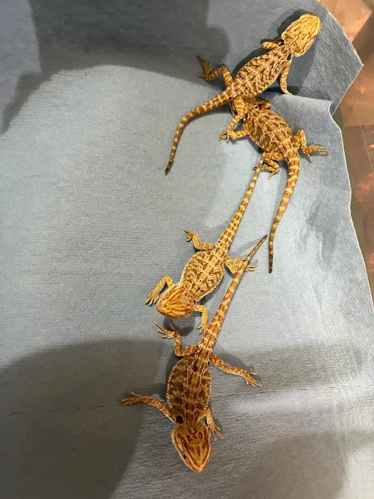 Columbus Reptile Expo Picture 7