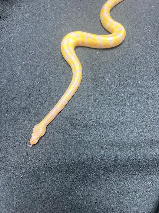 Columbus Reptile Expo Picture 10