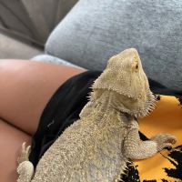 Columbus Reptile Expo ico