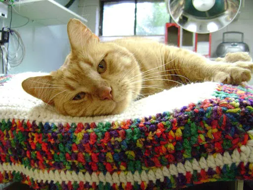 Edinburg Animal Hospital: Kerry Danielsen VMD Picture 1