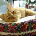 Edinburg Animal Hospital: Kerry Danielsen VMD