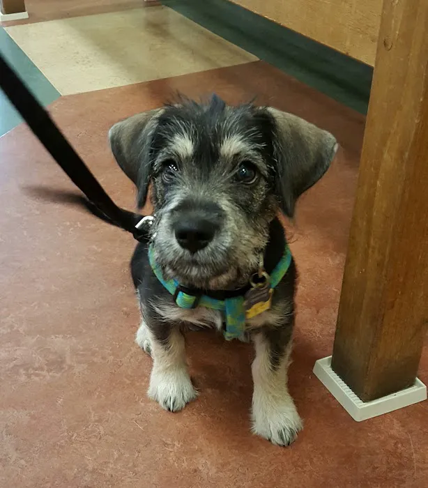 Princeton Animal Hospital & Carnegie Cat Clinic Picture 2