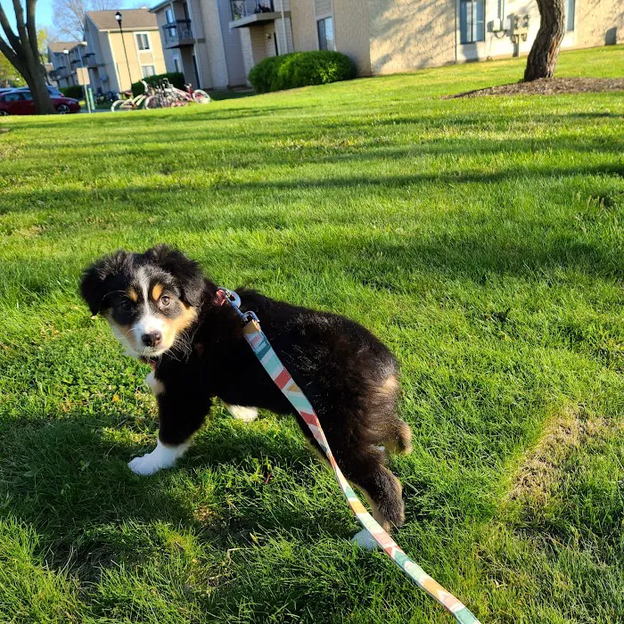 Princeton Animal Hospital & Carnegie Cat Clinic Picture 4