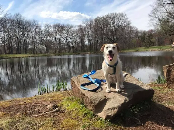 Princeton Animal Hospital & Carnegie Cat Clinic Picture 5