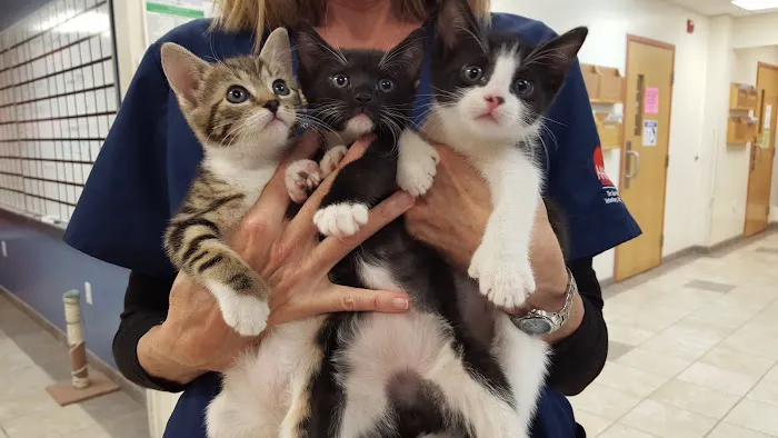 Princeton Animal Hospital & Carnegie Cat Clinic Picture 1