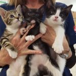 Princeton Animal Hospital & Carnegie Cat Clinic