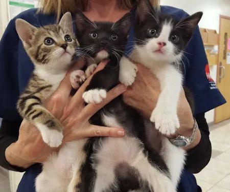 Princeton Animal Hospital & Carnegie Cat Clinic