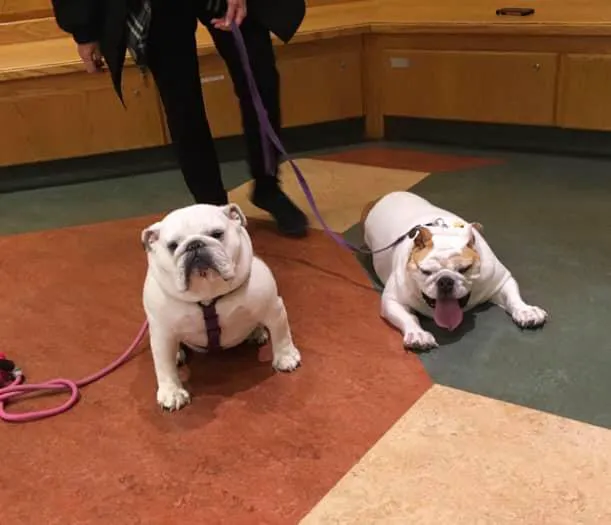 Princeton Animal Hospital & Carnegie Cat Clinic Picture 6