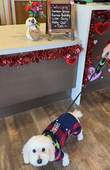 Animal Dermatology Clinic Picture 5