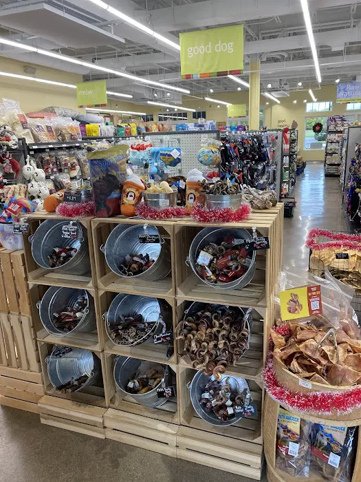 Hollywood Feed Picture 2