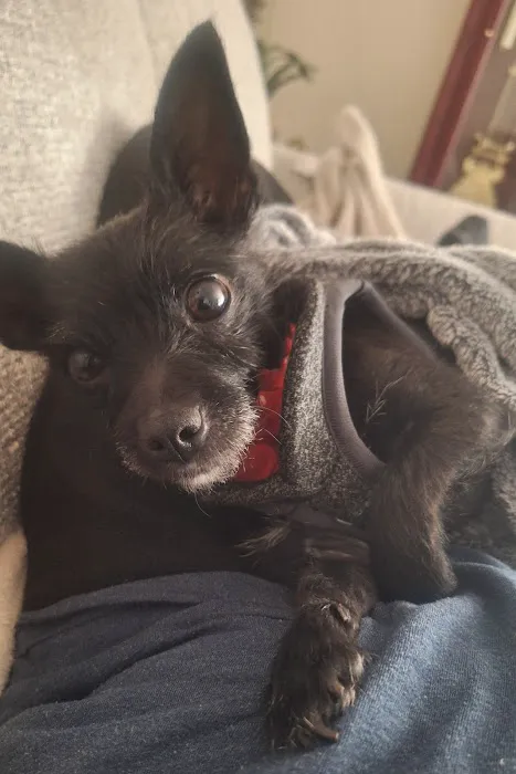 People For Animals Inc Picture 8