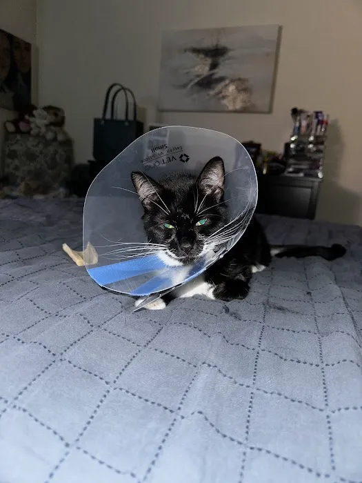 People For Animals Inc Picture 1