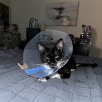 People For Animals Inc ico