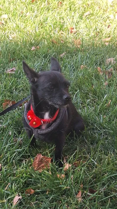 People For Animals Inc Picture 4