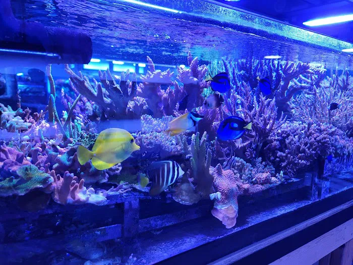 Reef Systems Coral Farm Inc Picture 6